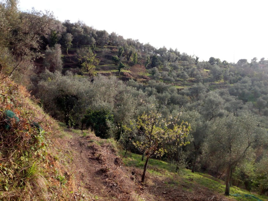 mountain bike levanto